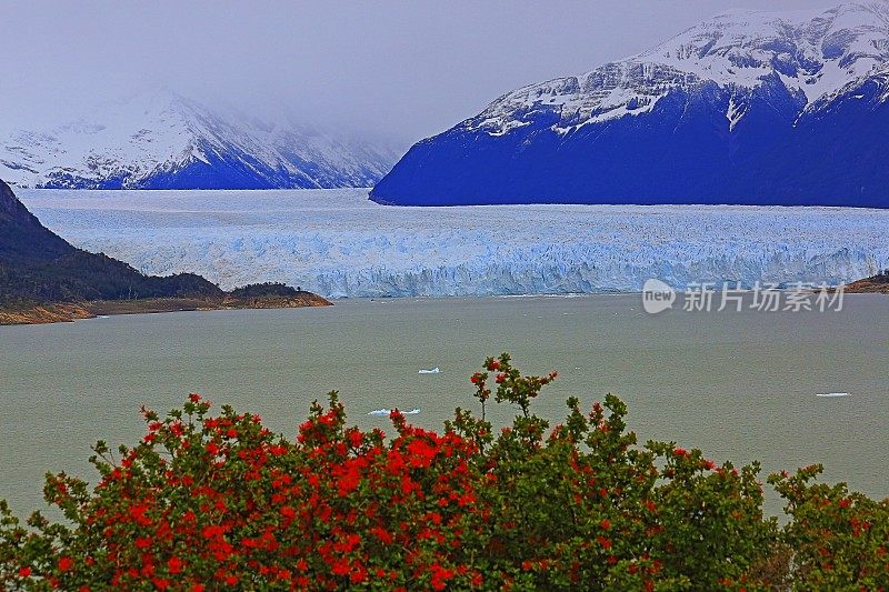 莫雷诺冰川和红色野花，阿根廷湖- El Calafate，巴塔哥尼亚